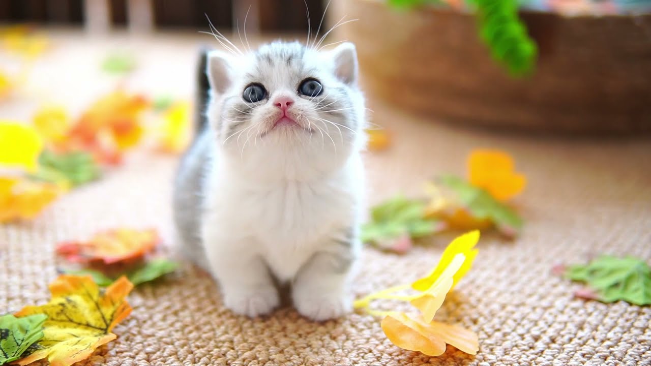 矮脚小奶猫秋日游园会！