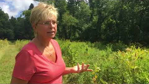 Lori Wolfe raises monarch butterflies in Norwell.