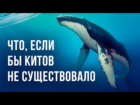 Что, если бы на Земле не было китов