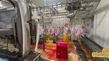 automatic chicken poultry broiler slaughterhouse dressing slaughtering plant equipment