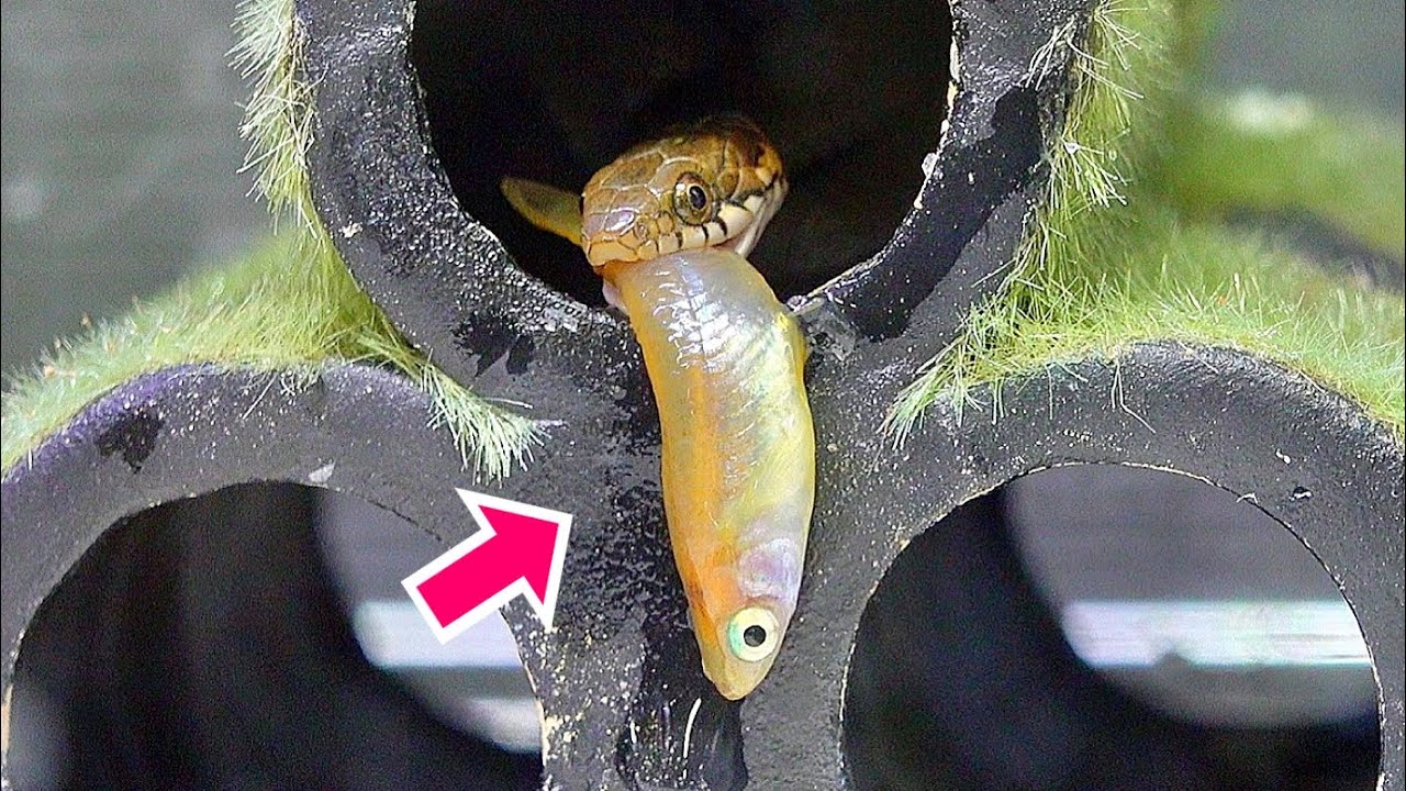 今年はヘビ年！魚が大好物のヘビを観察する。