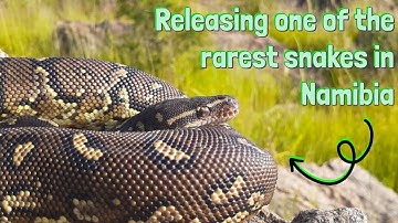 Releasing a rare Angolan dwarf python