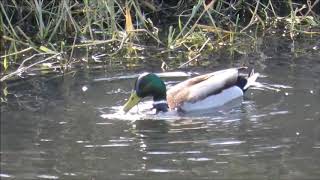 Aves en las lagunas de Velilla de San Antonio (Madrid)
