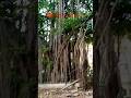 (❤️गांव और Nature🌴)#shorts #farming #shortvideo #ytshorts