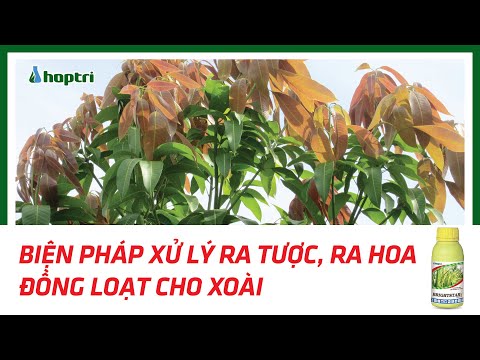Video Biện pháp xử lý ra tược ra hoa đồng loạt cho xoài - youtube