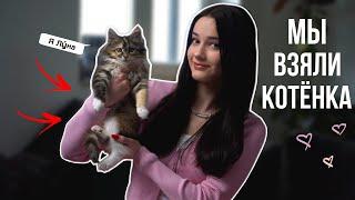 мы купили котёнка | как решились и что из этого получилось | мейнкун