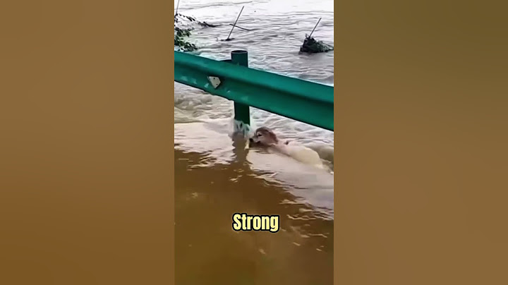 They risked their lives to save a dog from a raging flood 🐶🌊 #shorts
