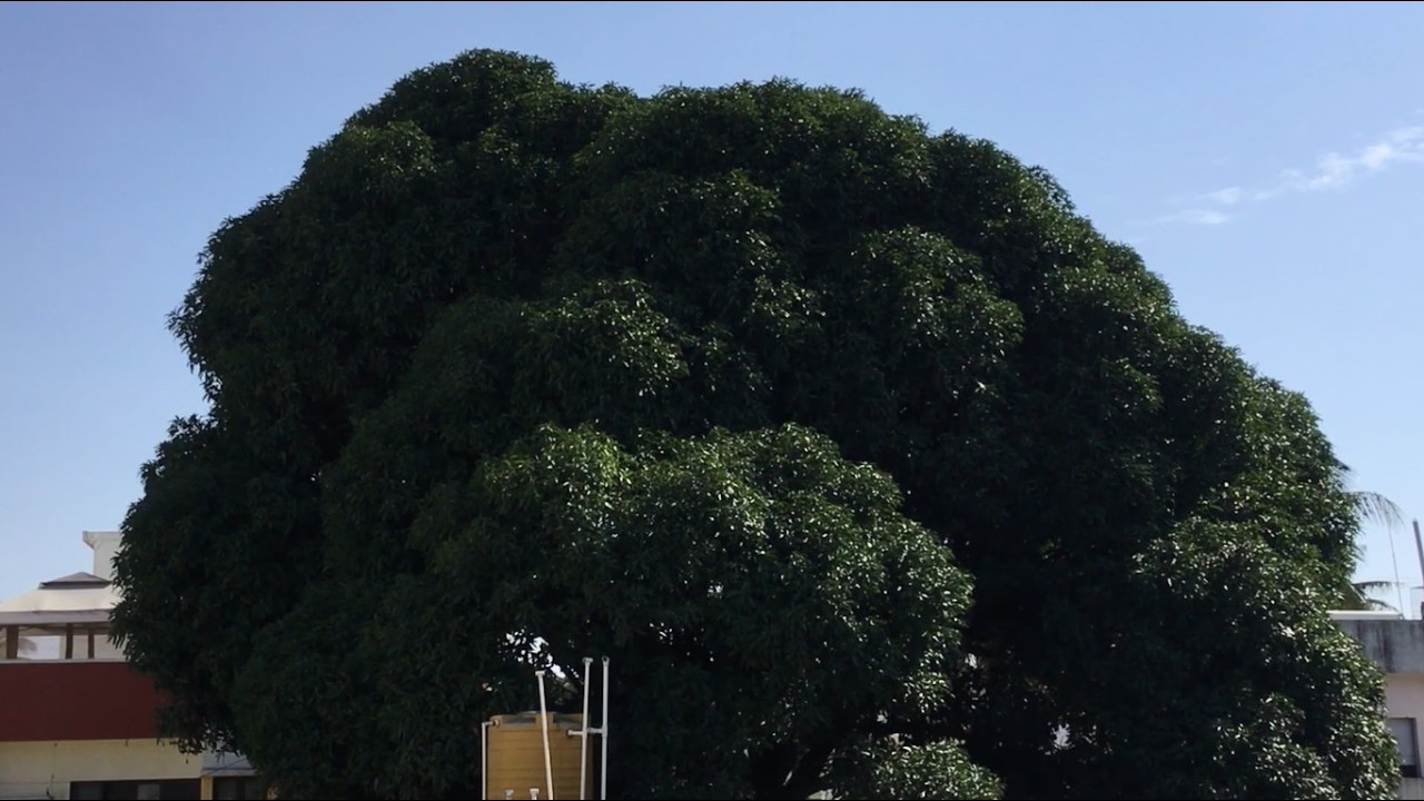THE MANGO TREE 2026 10 27 003 RELAXING NATURE WINDOW COZY LO-FI BEATS ...