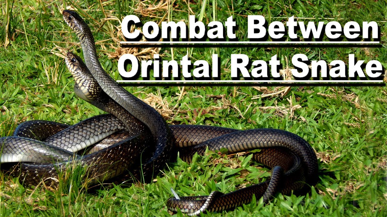 wildtripura snakesofindia snakefighting Combat between male rat