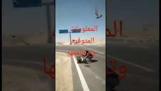 النجاح ف هوايه الزاجل