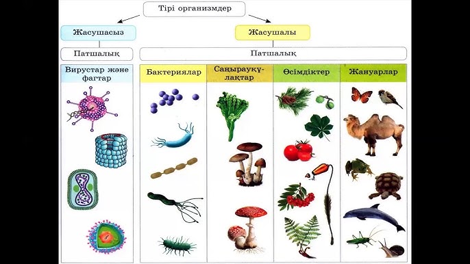 Уретральды зонд порно Жетілген әйелдердің ресейлік үйдегі табиғи жынысы