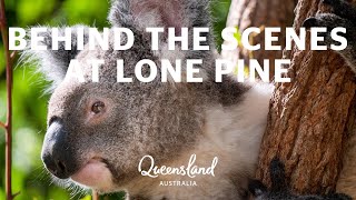 Behind the scenes at Lone Pine Koala Sanctuary