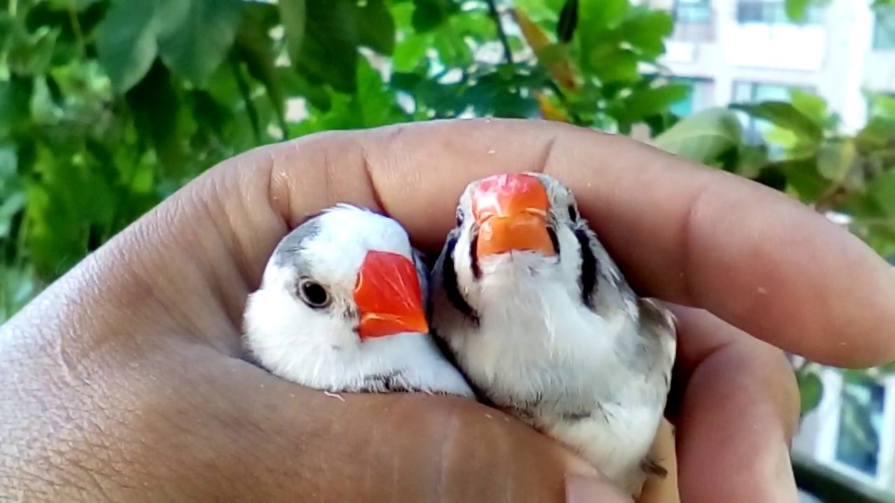 大型錦花雀 公母分辨方式 Zebra Finch Youtube