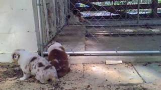 VID00117.AVI