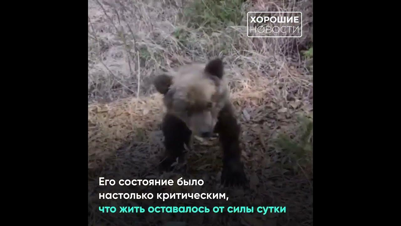 Видео собака привела медведей