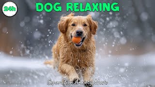 Music to reduce anxiety and stress 🎵 Sleep music for dogs 🐶 Music that dogs like
