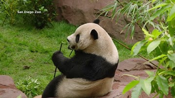 San Diego Zoo unveils first new set of giant pandas