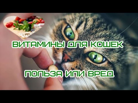 Витамины для кошек Польза или вред Vitamins for cats Benefit or harm  для котів Користь або шкода