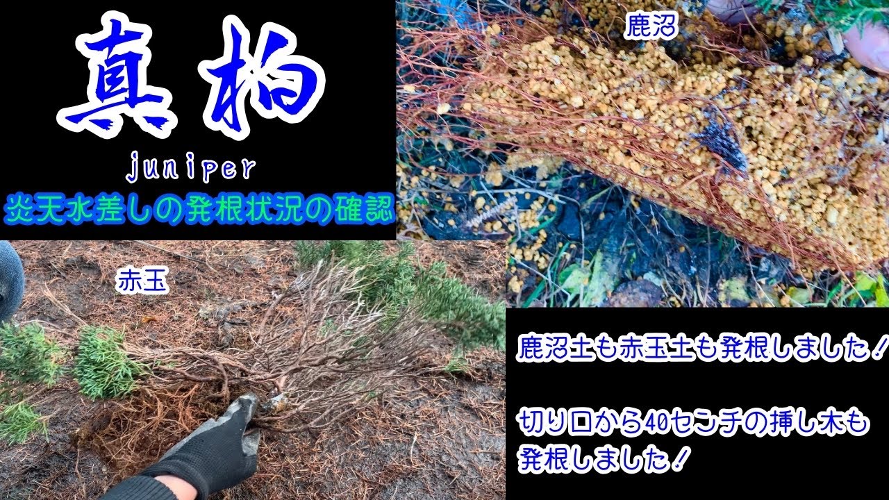 炎天水差しの発根の確認 Check The Rooting Status Of The Jug Under The Blazing Sun Juniper Cuttings Bonsai Youtube