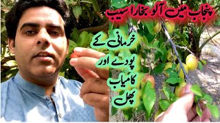 Punjab ky Garm Area may khurmani Damson And Apple fruit is ready | Waqas Vlogger