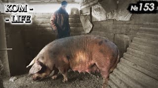 видео: Отъезд старой свиноматки картинка: Отъезд старой свиноматки