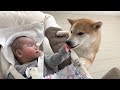 泣いてる赤ちゃんを声であやそうとする柴犬だいふく [ Daifuku pacifies crying a baby by voice ]