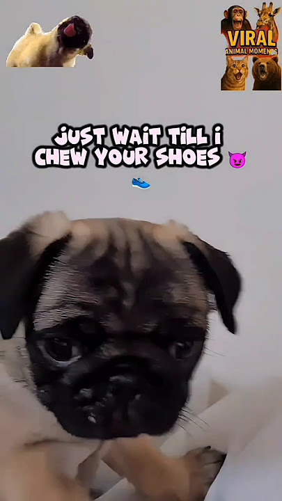 🐶🐾 Cutest PUG or Epic TROUBLEMAKER?