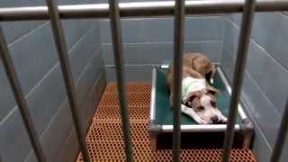 CIMG0087 by Pinellas County Animal Services 1,876 views 8 years ago 7 minutes, 59 seconds