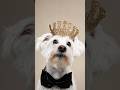 Cricut Dog Crown