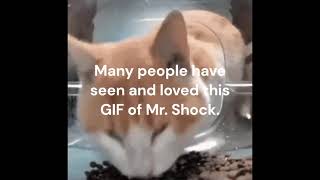 Mr. Fluff's shock face