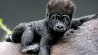 Wildlife Documentary - Full HD - Gorillas in the Wild