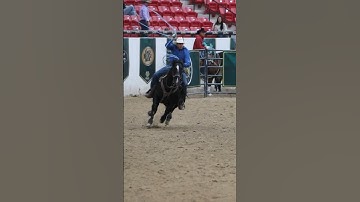 Heel shot!! #roping #heeler #teamroping #rodeo #fyp #xybca #horses #shorts