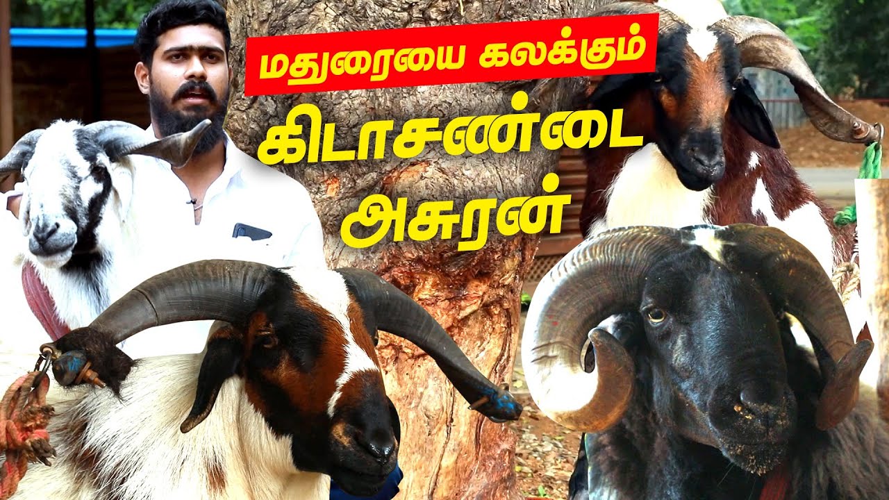 தமிழ்நாட்டின் Top 10 கிடா, 7 தலைமுறை கிடா வளர்ப்பு - மதுரை MRT பங்களா | Kida Valarpu | Goat Farming
