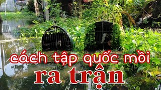 bẩy quốc/ tiếng chim quốc/ cách tập luyện quốc mồi/