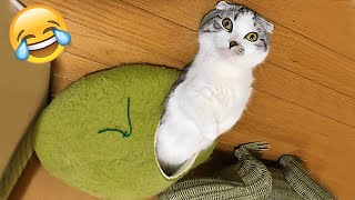 Funniest Cats and Dogs 🐶🐱 | Best Funny Animal Videos #21