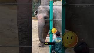 Akıllı Filin Herkesi Şaşırtan Hareketi