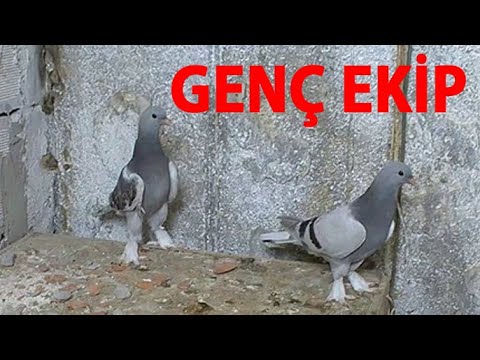 Güvercin Kümesimizin Kadrosu Gençleşiyor Yeni Kadrolar Kalem Gibi Güvercinler