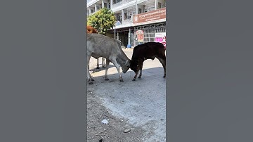 The Impact of Cows Eating Roadside Garbage on Local Ecosystems