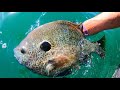 A 3 LB BLUEGILL?! (CLEAR WATER)