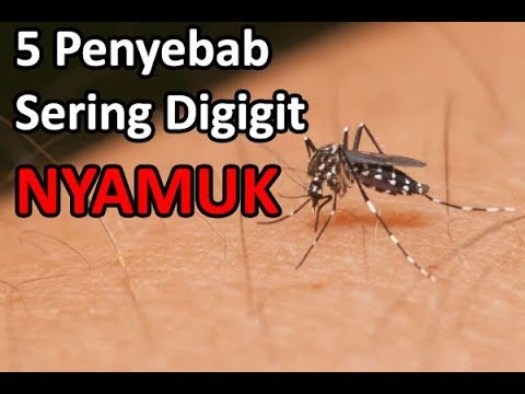 Video: Mengapa Nyamuk Menggigit Sebilangan Orang Lebih Daripada Yang Lain