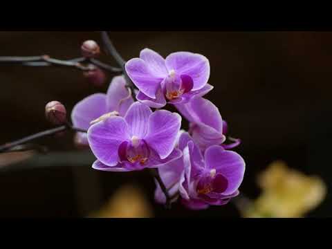 Orchideák, színes orchideák ........