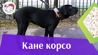 Кане корсо на ilikepet