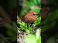 RABO DE CAVALO RUIVO (Synallaxis unirufa) rufous spinetail #shorts