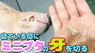 大暴れするので寝ている間にミニブタの伸びた牙を切る！！【つくね】I remove the tusk of the mini-pig surgically without anesthesia