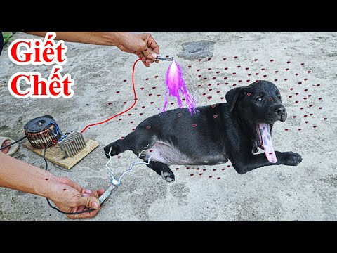Video: Làm thế nào để làm cho một con chó ngừng nhảy: 6 bước (có hình ảnh)