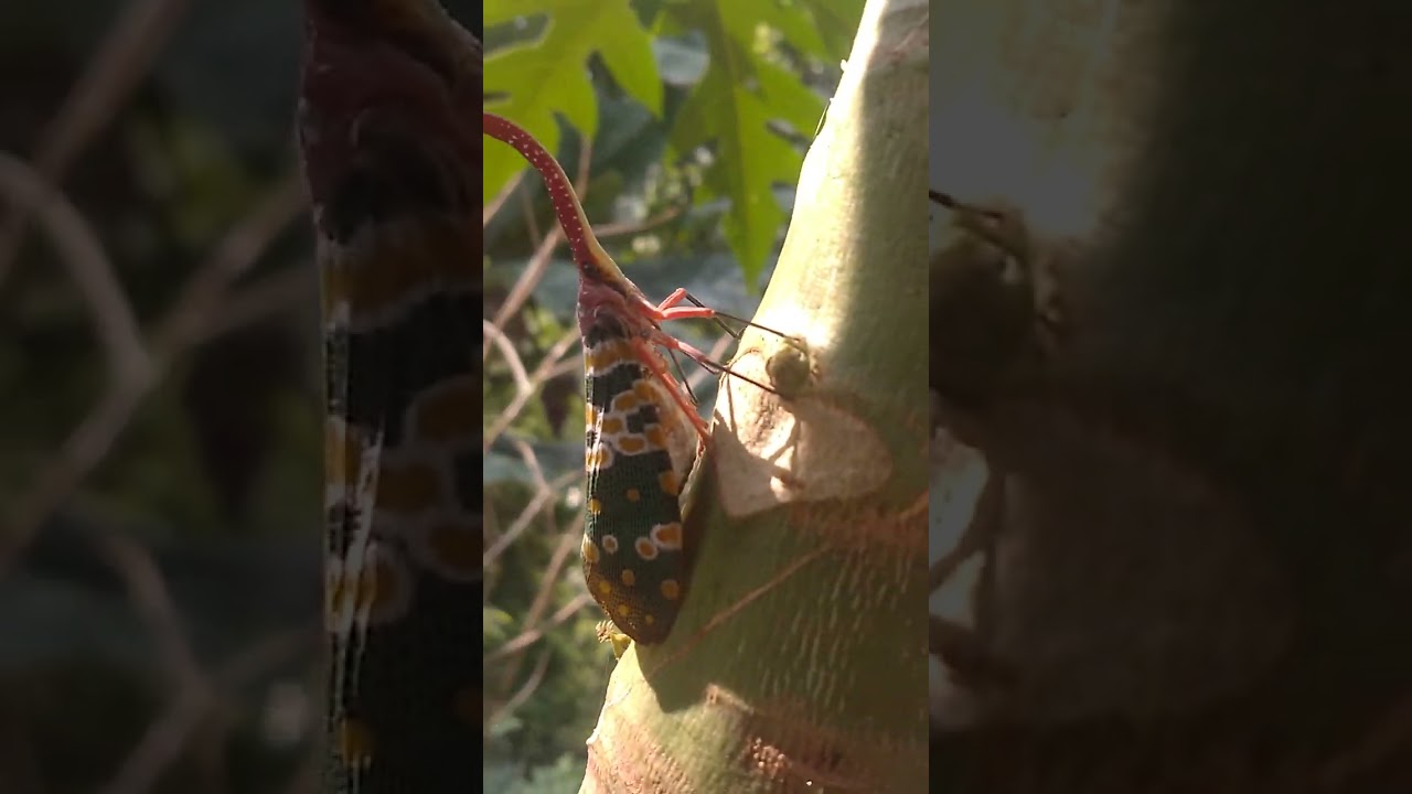 Nitogipa rikomsa jo.bimarangoni bimang