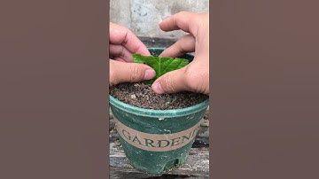 tips for propagation of hydrangeas by leaves #shorts