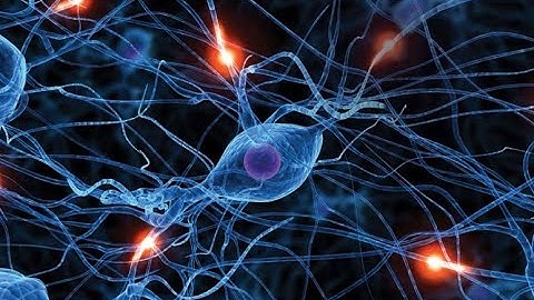 Neuroscience Overview (Education Series 1)