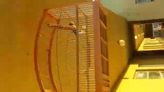 Bird singing fast screenshot 5
