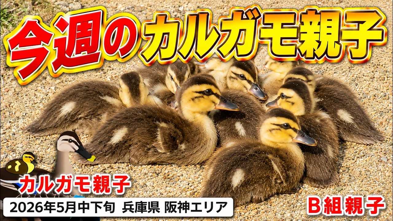 2026年5月中下旬 カルガモ親子の探索＆観察（カルガモ親子、カルガモ